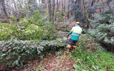 Augas de Galicia realiza labores de conservación en máis de 3,6 quilómetros de curso fluvial nos ríos Vilacoba e Vilaboa