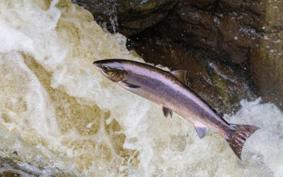 Entidades ecoloxistas piden á Xunta que suspenda o concurso de pesca do salmón no Ulla