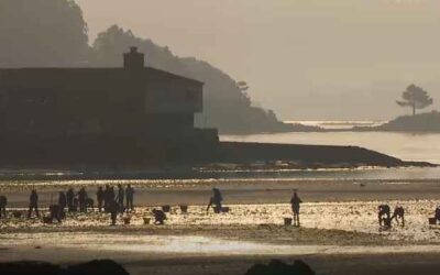 Mariscadoras de Muros retiran algas á man para protexer o marisco ante unha floración sen precedentes