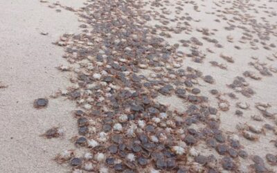 Miles de cangrexos patudos invaden as praias das Parque Nacional das Illas Atlánticas arrastrados pola marea