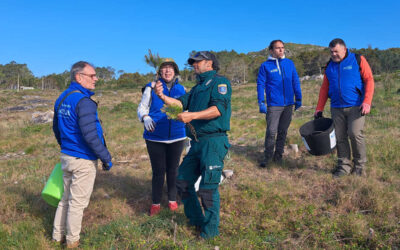 O voluntariado do programa Plancton (Afundación) retira 3.000 exemplares de invasoras do Parque Natural de Corrubedo